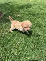 Baby , a female Maltipoo for sale in Santa Ana, CA – 6 of 6