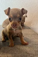 Sugar Bear, a male Chihuahua for sale in Santa Ana, CA – 1 of 1