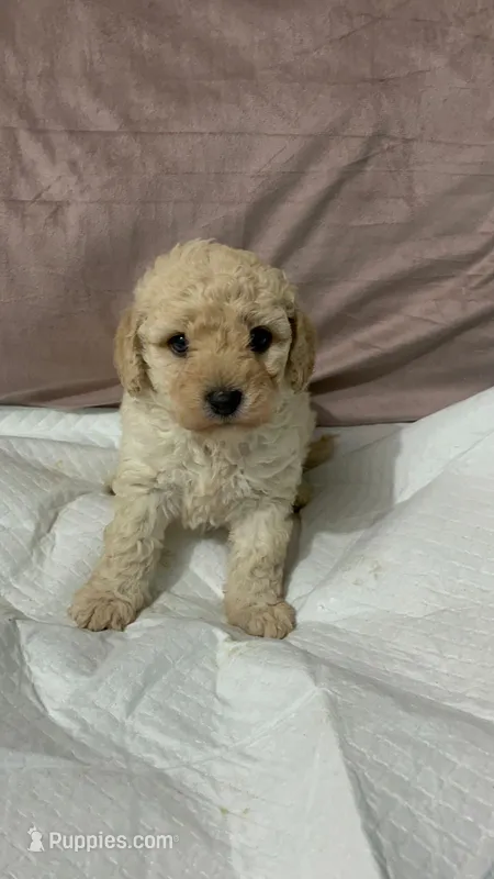Mimi  – Maltipoo puppy for sale in Santa Ana, CA