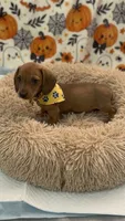 Cameron , a male Dachshund for sale in Santa Ana, CA – 2 of 2
