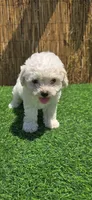 Sasha, a female Maltipoo for sale in Santa Ana, CA – 2 of 4