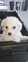 Jerry, a male Maltipoo for sale in Santa Ana, CA – 3 of 3