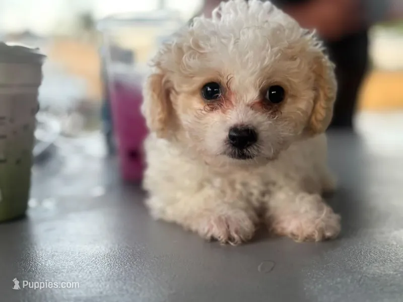 Teddy – Maltipoo puppy for sale in Santa Ana, CA