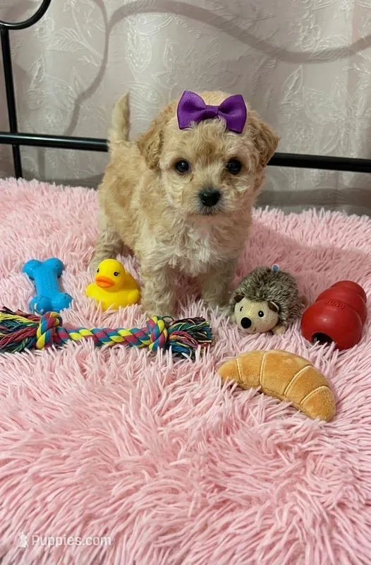 Nikki – Maltipoo puppy for sale in Santa Ana, CA