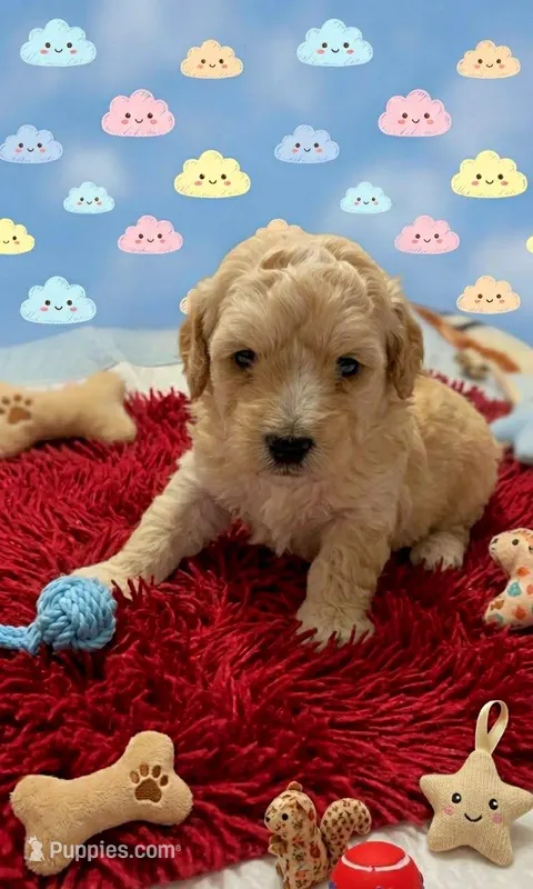 Sasha – Maltipoo puppy for sale in Santa Ana, CA