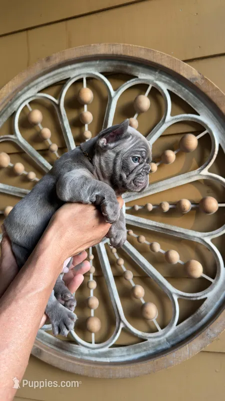 Sugar Bear – French Bulldog puppy for sale in Santa Ana, CA