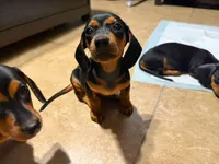 Chico, a male Dachshund for sale in Santa Ana, CA – 2 of 3