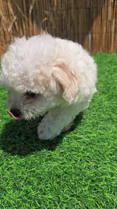 Sasha, a female Maltipoo for sale in Santa Ana, CA – 4 of 4