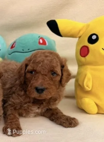 Sasha – Poodle - Toy  puppy for sale in Santa Ana, CA