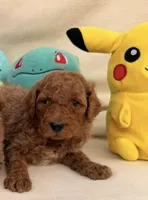Sasha, a female Poodle - Toy  for sale in Santa Ana, CA – 1 of 2