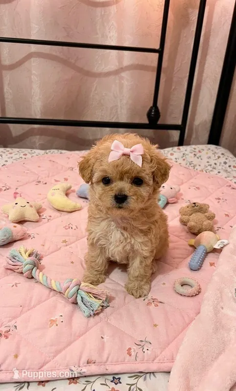 Honey – Maltipoo puppy for sale in Santa Ana, CA