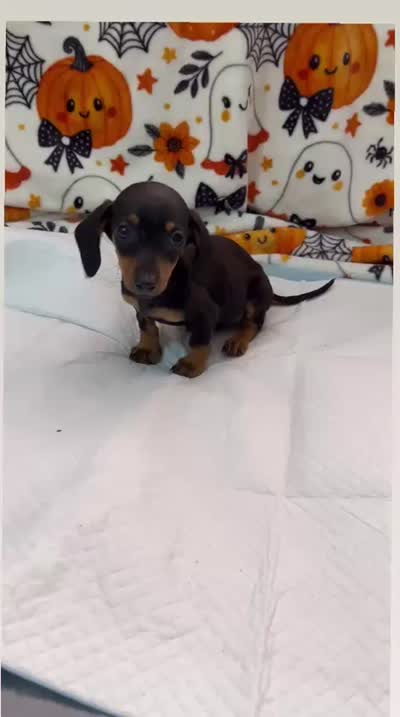Mimi , a female Miniature Dachshund for sale in Santa Ana, CA – 3 of 3