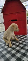 Coco, a male Chihuahua for sale in Santa Ana, CA – 3 of 4