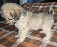 Sasha, a female Maltipoo and Chihuahua for sale in Santa Ana, CA – Photo 4 of 6