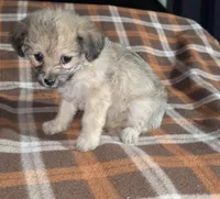 Sasha, a female Maltipoo and Chihuahua for sale in Santa Ana, CA – Photo 3 of 6