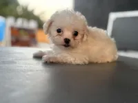 Baby lea, a female Maltipoo for sale in Santa Ana, CA – 1 of 3