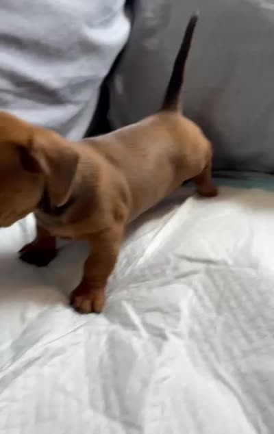 Honey, a female Miniature Dachshund for sale in Santa Ana, CA – 4 of 4