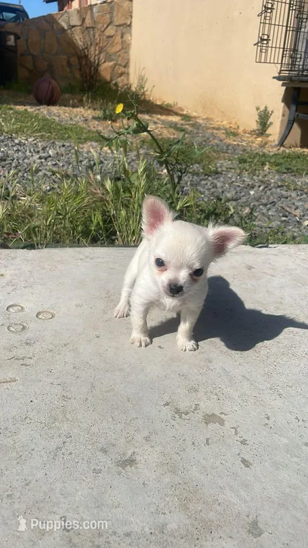 Long haired coco – Chihuahua puppy for sale in Santa Ana, CA