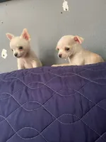 Long haired coco, a male Chihuahua for sale in Santa Ana, CA – Photo 3 of 3