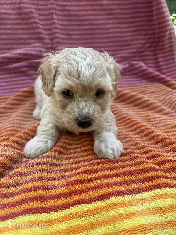 Teddy – Maltipoo puppy for sale in Santa Ana, CA