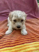Teddy, a male Maltipoo for sale in Santa Ana, CA – Photo 1 of 2
