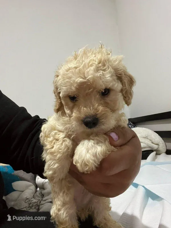 Teddy – Maltipoo puppy for sale in Santa Ana, CA