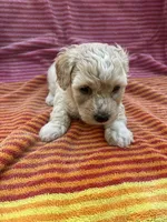 Teddy, a male Maltipoo for sale in Santa Ana, CA – Photo 2 of 2