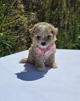 Sasha, a female Maltipoo for sale in Santa Ana, CA – 2 of 3