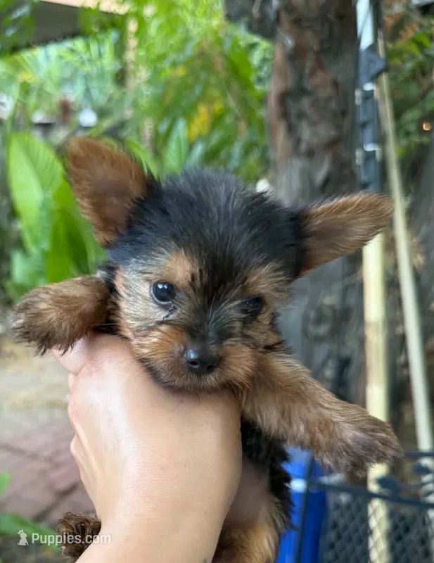 Tea cup Honey – Yorkshire Terrier puppy for sale in Santa Ana, CA