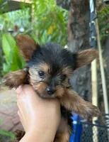 Tea cup Honey, a female Yorkshire Terrier for sale in Santa Ana, CA – 1 of 3