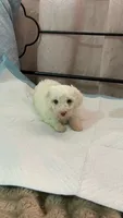 Mimi , a female Maltipoo for sale in Santa Ana, CA – 3 of 4