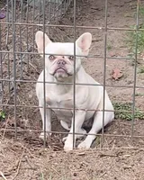 Cream carries chocolates and fluffy , a female French Bulldog for sale in Macon, GA – 1 of 2