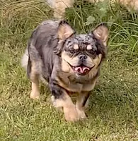 Fluffy female , a female French Bulldog for sale in Macon, GA – 1 of 1