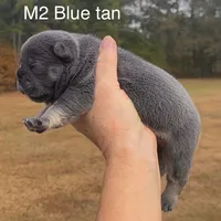 Mimi, a female French Bulldog for sale in Macon, GA – Photo 2 of 2