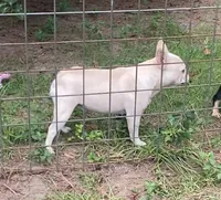 Cream carries chocolates and fluffy , a female French Bulldog for sale in Macon, GA – 2 of 2