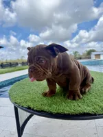 Hershey’s, a male American Bully for sale in Lakewood Ranch, FL – Photo 4 of 4