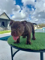Hershey’s, a male American Bully for sale in Lakewood Ranch, FL – Photo 3 of 4
