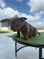 Hershey’s, a male American Bully for sale in Lakewood Ranch, FL – Photo 2 of 4