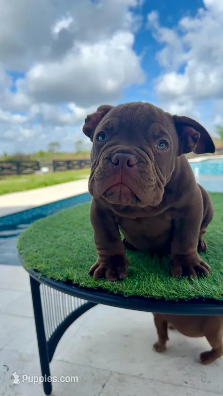 Hershey’s – American Bully puppy for sale in Lakewood Ranch, FL