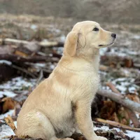 BELLA, a  English Goldendoodle for sale in Greenville, SC – Photo 3 of 3