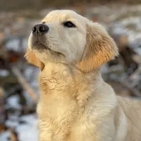 BELLA, a  English Goldendoodle for sale in Greenville, SC – Photo 1 of 3