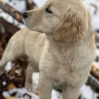 BELLA, a  English Goldendoodle for sale in Greenville, SC – Photo 2 of 3