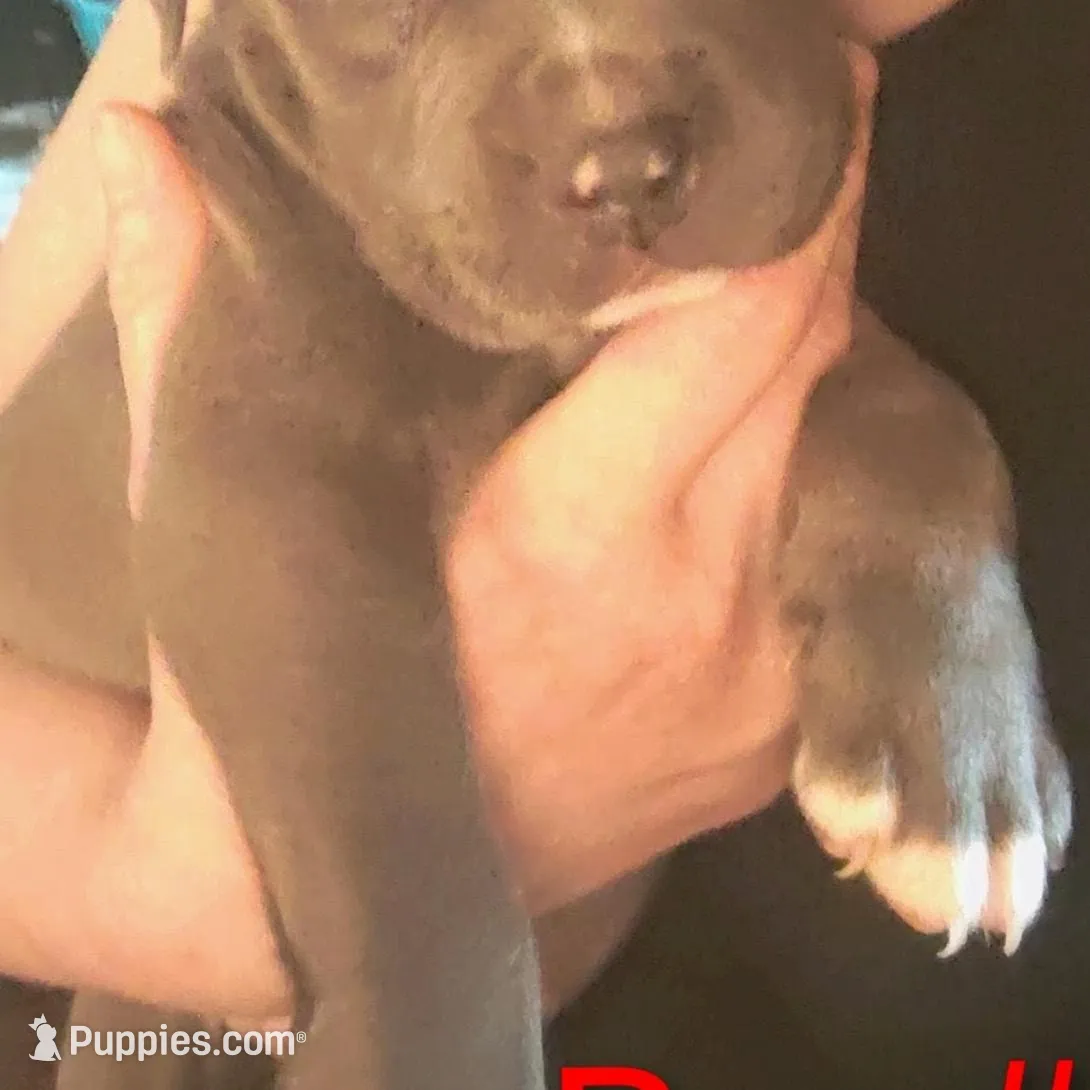 Baby boy #3 – American Pit Bull Terrier puppy for sale in Oklahoma City, OK