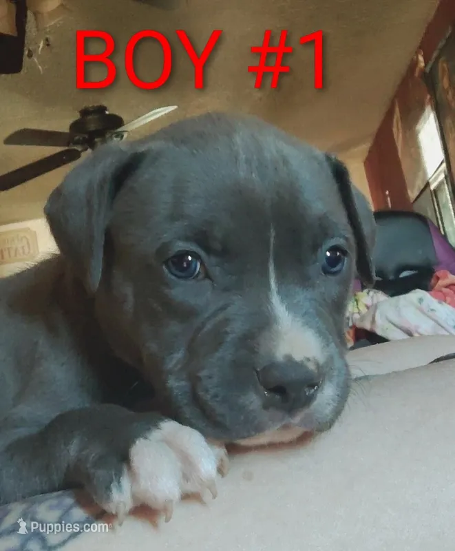 Baby boy #1 – American Pit Bull Terrier puppy for sale in Oklahoma City, OK