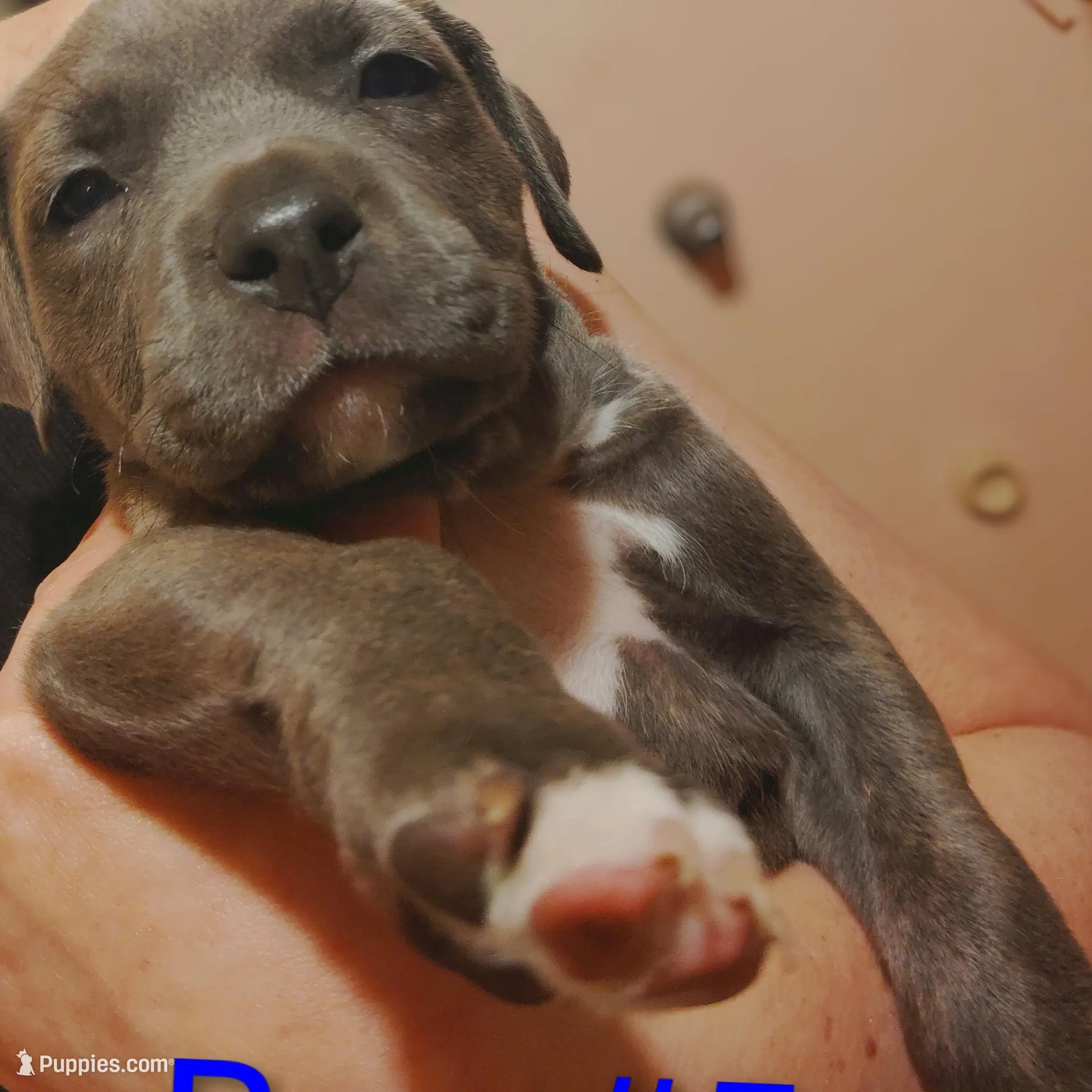 Baby boy #5 – American Pit Bull Terrier puppy for sale in Oklahoma City, OK