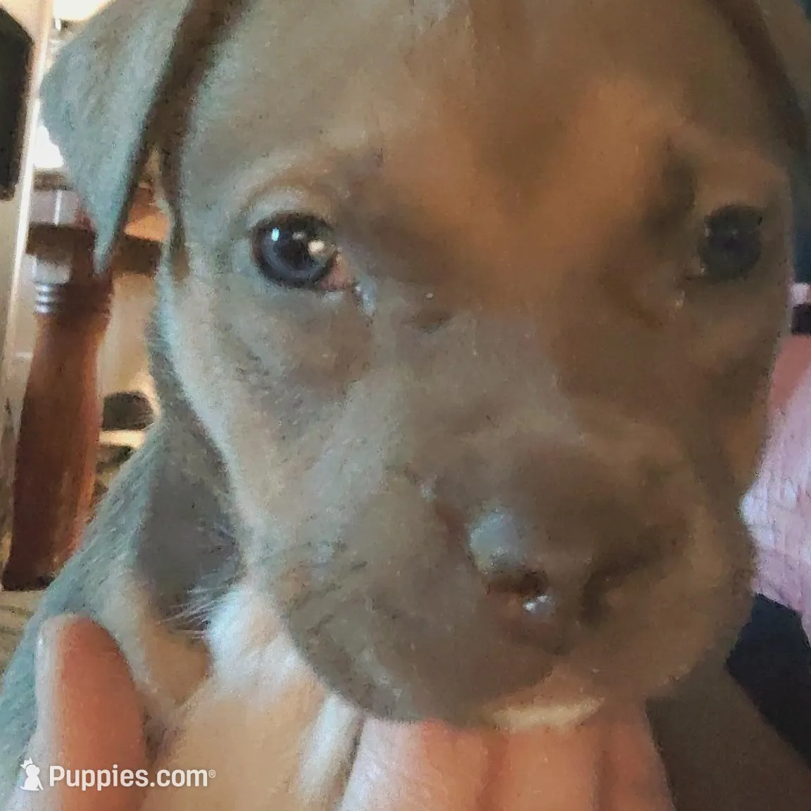 Baby boy #2 – American Pit Bull Terrier puppy for sale in Oklahoma City, OK
