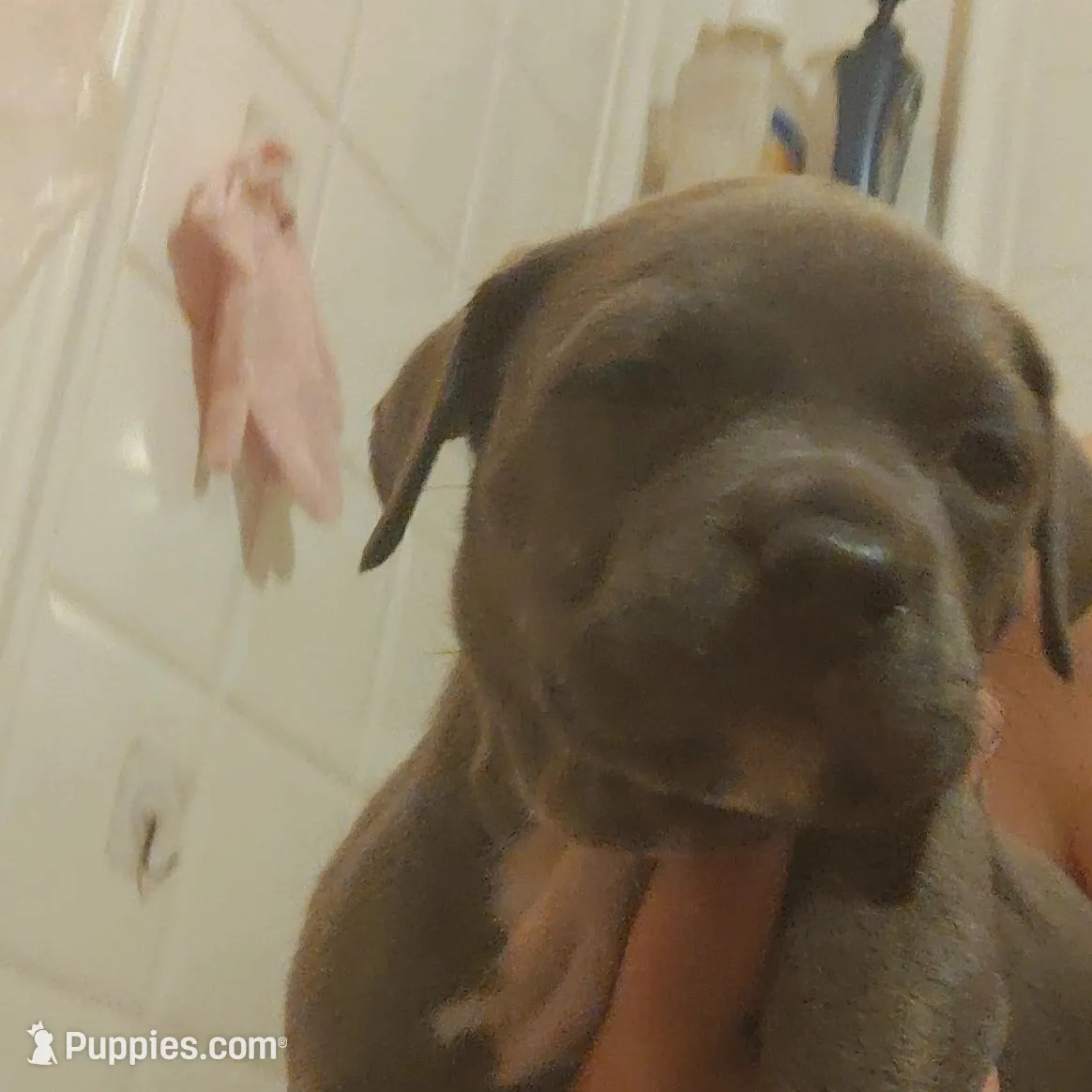 Baby boy #4 – American Pit Bull Terrier puppy for sale in Oklahoma City, OK