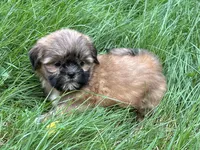 Dozer, a male Shih Tzu for sale in Ashburnham, MA – 2 of 5