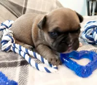 Oakley, a male French Bulldog for sale in Ashburnham, MA – 5 of 9