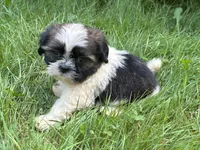 Nemo, a male Shih Tzu for sale in Ashburnham, MA – 5 of 7